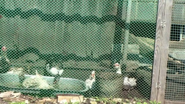 И опять про хозяйство.Снова по грибы.Обзор покупок смотреть онлайн