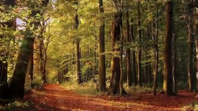 Пальма де- Майорка смотреть онлайн
