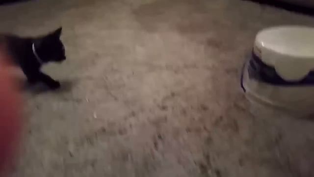 Приколы с котами с озвучкой! Смешные коты! Самые Смешные животные! смотреть онлайн