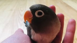 Как отличить молодого неразлучника от взрослого
