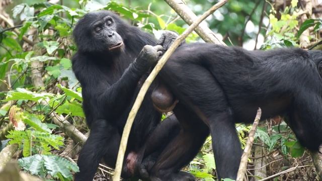 Груминг двух самцов бонобо — Тена (Ten, 45 лет) и Жеди (Jeudi, 21 год) смотреть онлайн