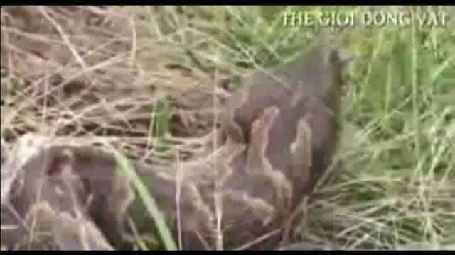 Anaconda The World Most Feared Predators - Most Dangerous Snakes - Anaconda Snake Attack & Eating