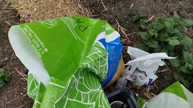 Тыквомарафон 2022. Высадка рассады порционных, среднеплодных и крупноплодных тыкв в открытый грунт смотреть онлайн