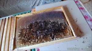 Паровая воскотопка-новое приобретение.