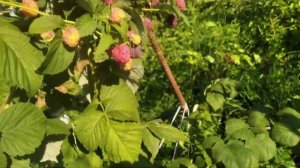 малина Глен Кое,ремонтантное плодоношение,второй год вегетации