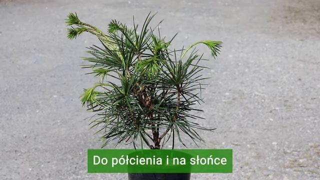 Sośnica Japońska - Sciadopitys Verticillata | Zimozielone Drzewo Do Ogrodu | Rośliny Kolekcjonerski