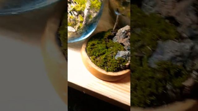 The lost land terrarium acosphare and rest of my live section creativity смотреть онлайн