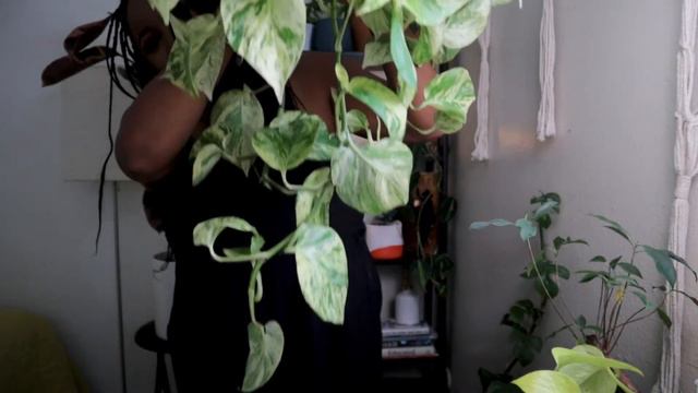 HOUSEPLANT HAUL! Check out the newest plants in my collection смотреть онлайн