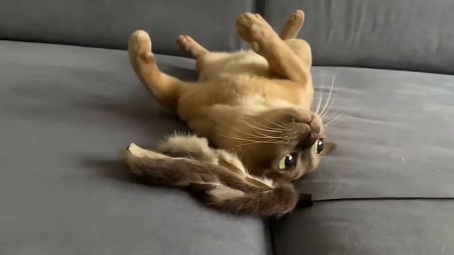 Кошка бурма - новогоднее чудо! ?Christmas Burmese Cat ?