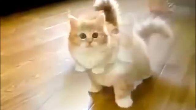 Милый котёнок с короткими лапками) На это можно смотреть вечно... смотреть онлайн