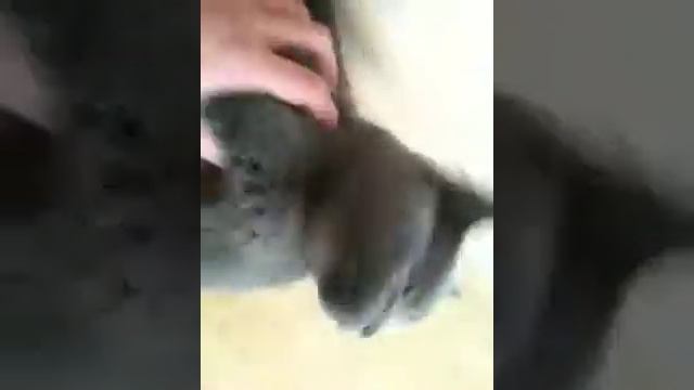 Lui Beim Boden Wischen