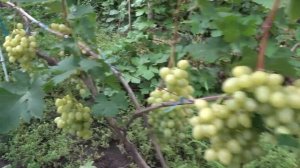 ГФ  винограда  Сенатор  2022  Бурдак А В