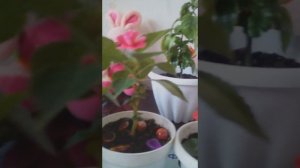 Комнатные цветы,обзор цветущих растений.