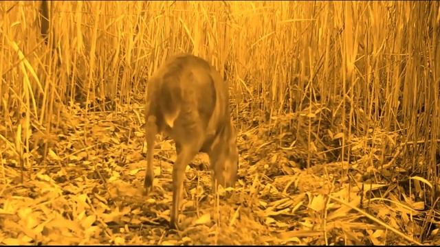 Специалисты до сих пор в СТУПОРЕ! Камера сняла ЗВЕРЯ которого уже нет в природе! смотреть онлайн