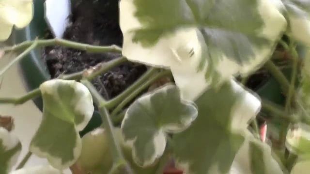 Jips Twink плющелистная пеларгония Цветочный городок смотреть онлайн