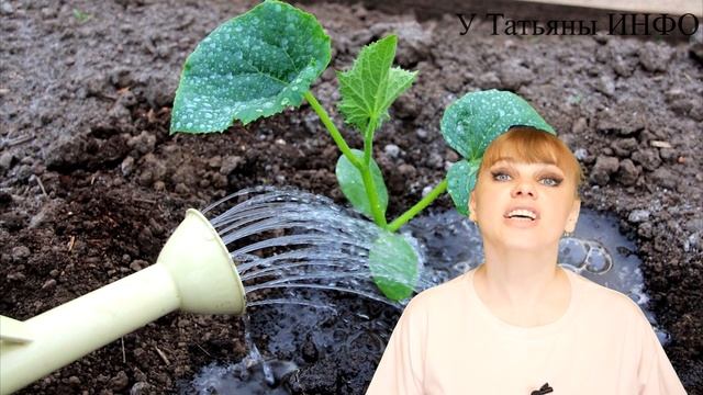 ПЛОХО РАСТУТ ОГУРЦЫ? СРОЧНО сделайте ЭТО !!! смотреть онлайн