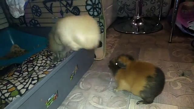 Дрессировка. Морские свинки Изабелька и Шарлотка ❤️❤️ смотреть онлайн