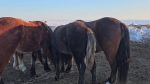 Поздняя весна | Лошади съли всё | Табунное коневодство.