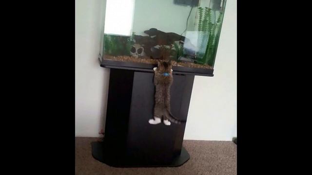 Приколы с котами и смешная озвучка животных – Магия и Кошки от PSO1 смотреть онлайн