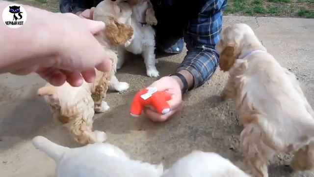 ✔ Американский кокер-спаниель, плюсы и минусы породы смотреть онлайн