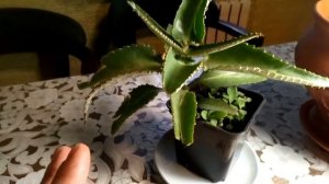 Каланхоэ-домашний хирург! Полезные свойства!