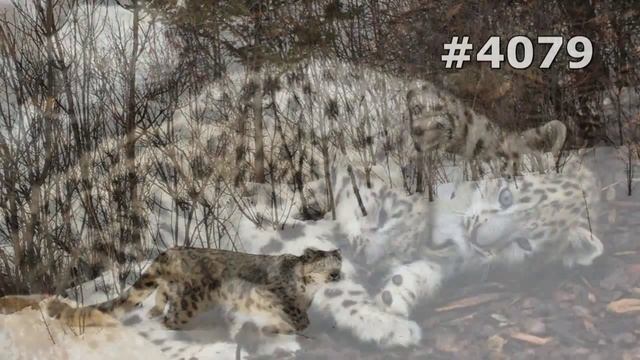 #4079. Снежный барс (ирбис) (В мире животных) смотреть онлайн