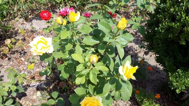 Музыка одиночества. Люсьен Шамбаллани музыка для души.