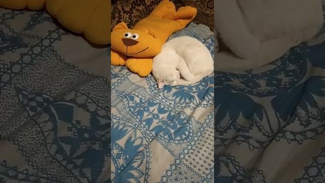 Маскировка кота Бакса. Дневной сон котенка Бакса. Котенок Бакс отдыхает. Бакс прилёг отдохнуть. смотреть онлайн