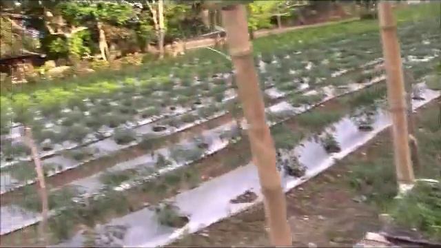 BEYOND AMAZING PEPPER FARM IN A DROUGHT Philippines Expat Foreigner смотреть онлайн