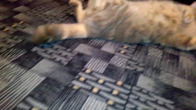 Самый милый котёнок на свете говорит тискать не надо, отстань VivaVideo! смотреть онлайн