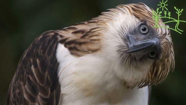 Голоса птиц Как поёт Гарпия (Harpia harpyja).mp4 смотреть онлайн