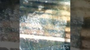 Улей для получения маточного молочка и т.д. Заселение отводками Ч.2.
