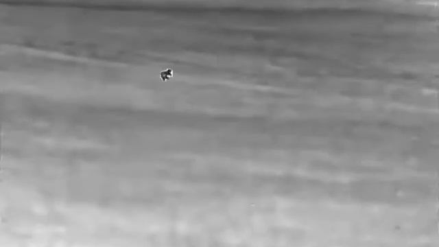 Fox hunting Thermal, Night Pearl Seer 50 Plus, lov lišky смотреть онлайн