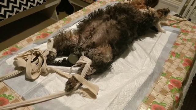 Роды , кесарево Цвергшнауцера.