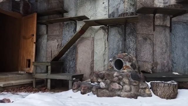 Манул Тимофей худеет на глазах! Уже свободно пролезает в свой лаз …? смотреть онлайн