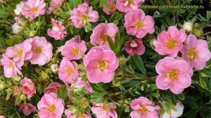 Лапчатка кустарниковая Купинпа. Краткий обзор, описание potentilla fruticosa pink paradis Kupinpa