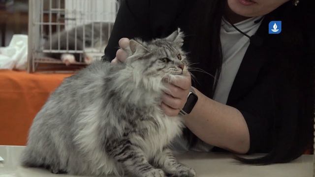 В Изобильном проходит выставка кошек смотреть онлайн