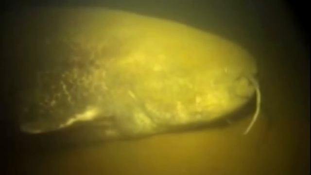 Chernobil Halokatidan So'ng Topilgan Qo'rqinchili Narsalar