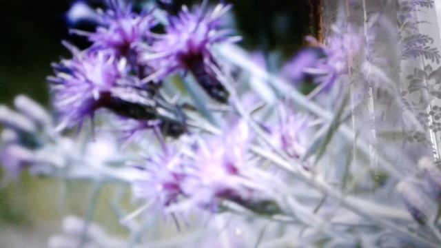 Соссюрея иволистная : лечебные свойства и противопоказания.