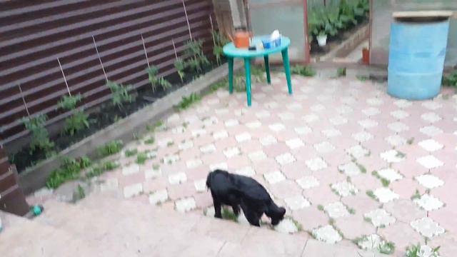 Вечер на даче смотреть онлайн