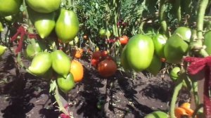 ТОМАТ КЕНИГСБЕРГ ЗОЛОТОЙ - ВКУСНЫЙ, КРАСИВЫЙ. Видеообзор летний. Ольга Чернова.