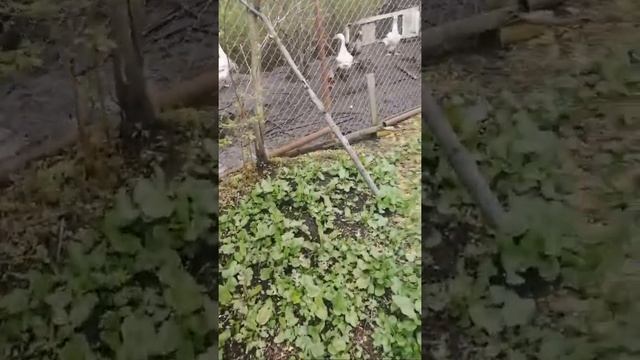 Яндекс МАРКЕТ. Отзыв. смотреть онлайн
