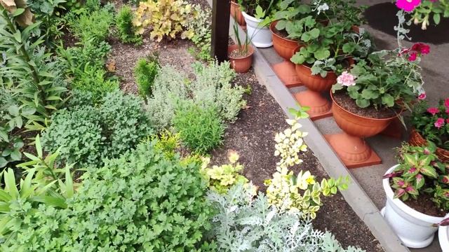 Как избавится от Трипса Тли и Белокрылки. Моя схема обработок петунии калибрахоа колеуса в саду. смотреть онлайн