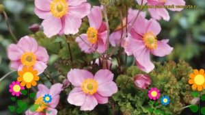 Анемона японская Криспа. Краткий обзор, описание характеристик anemone japonica Crispa