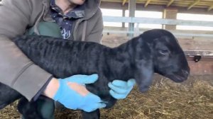 Идеальный гиссарский ягнёнок