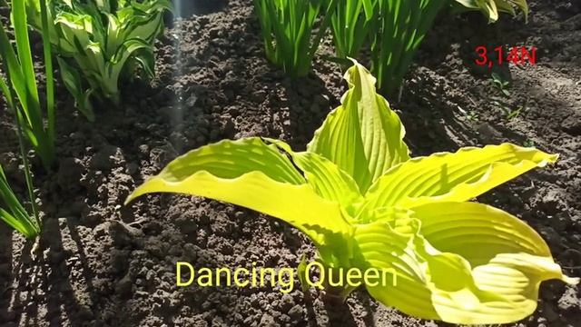 хоста Dancing Queen весь сезон смотреть онлайн