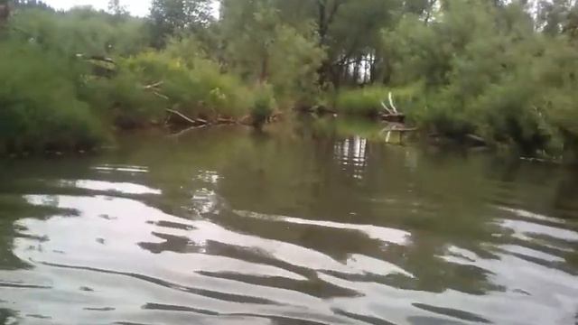 Молодой кобель лайки учится плавать . смотреть онлайн