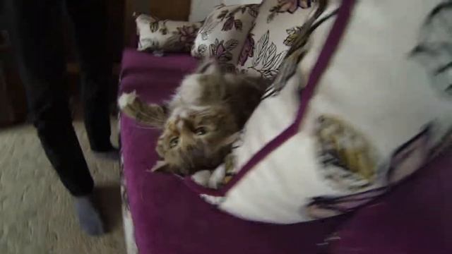 гены пальцем не раздавишь ) смотреть онлайн