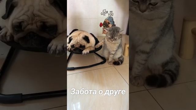 забота о друге смотреть онлайн