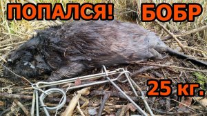 По бобриной тропе. Охота на бобра капканами осенью.